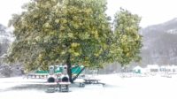 Mimosas et palmiers sous la neige au camping Amestoya à Bidarray